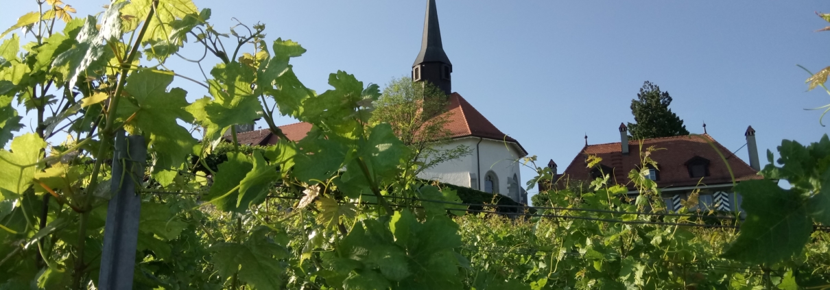 Vue du Prieuré depuis la vigne